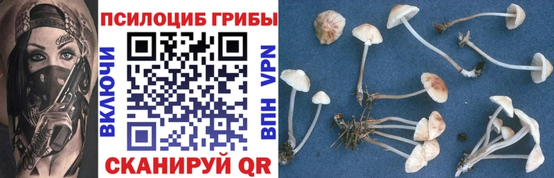 Псилоцибиновые грибы Cubensis  как найти закладки  Боготол 